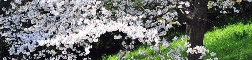 cherryblossoms-822x198